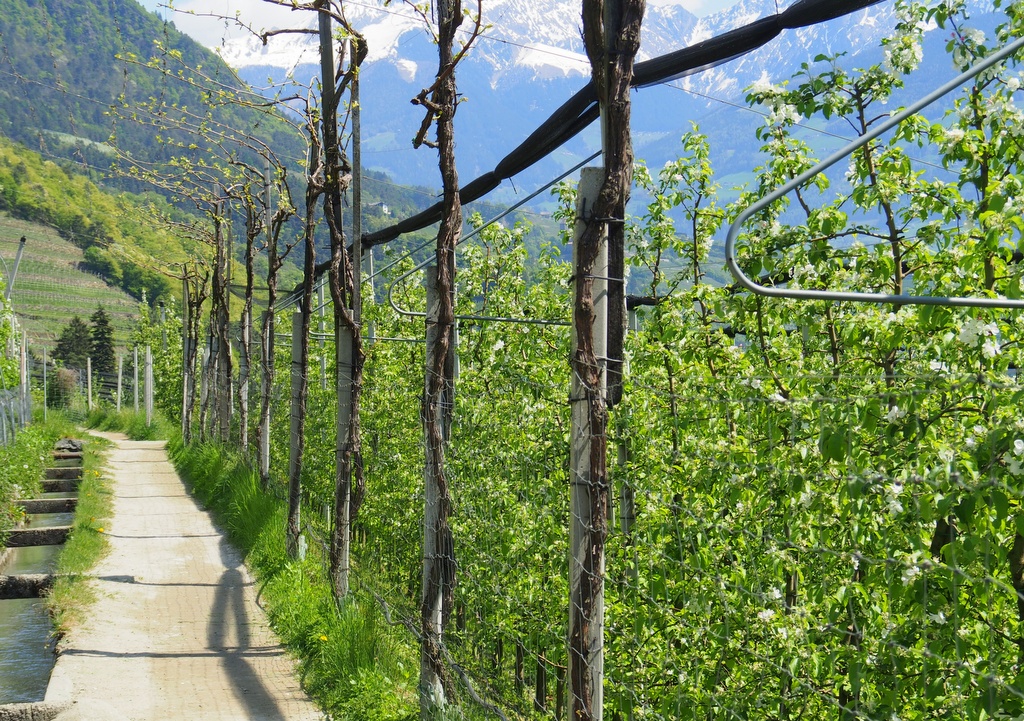 In Südtirol: Der Algunder Waalweg zwischen Obst- und Weinbergen